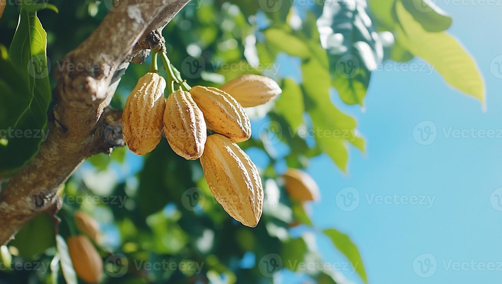 Cacao pods hanging from a tree against a blue sky. photo