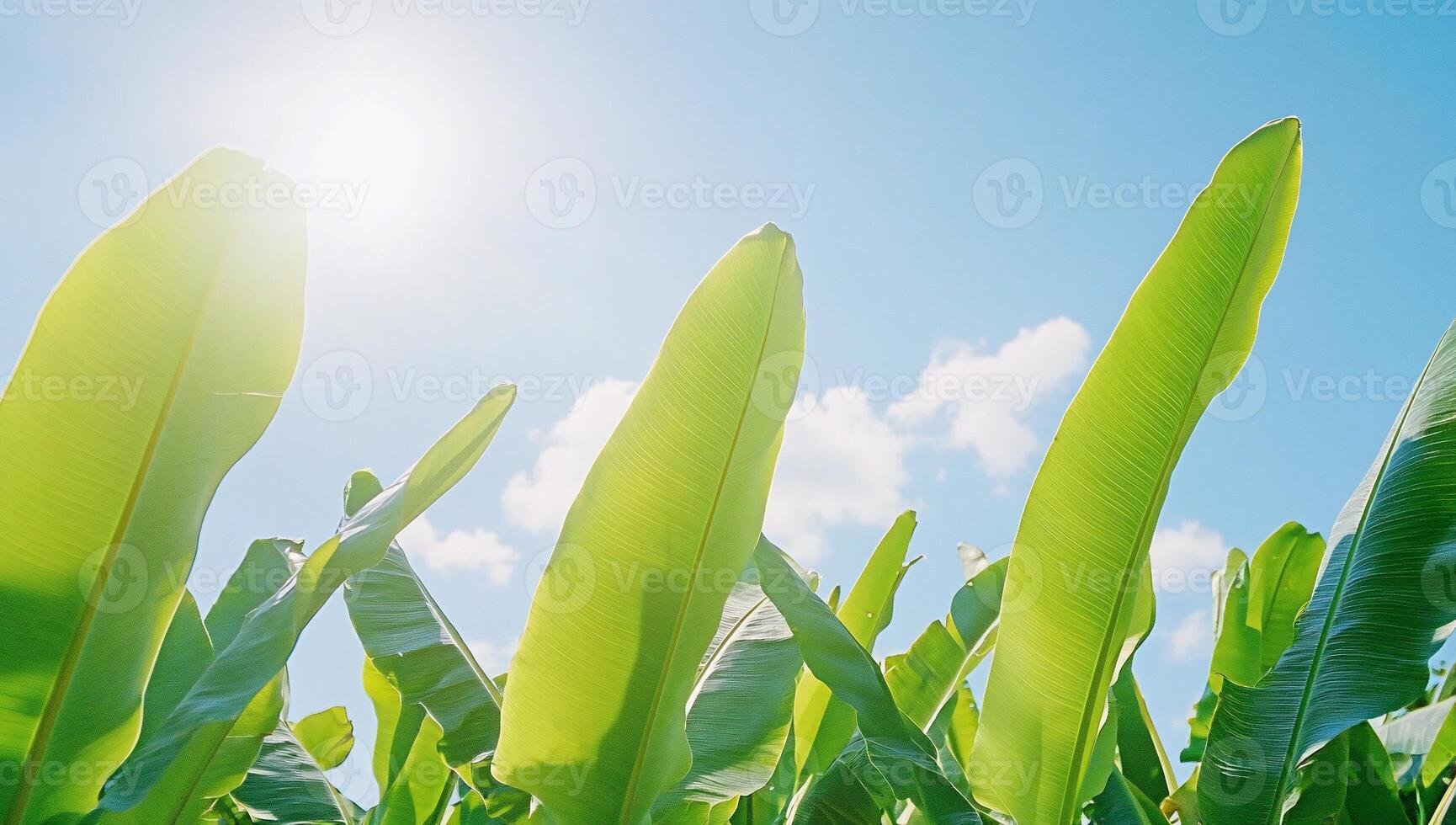 Lush green banana leaves against a bright blue sky. photo
