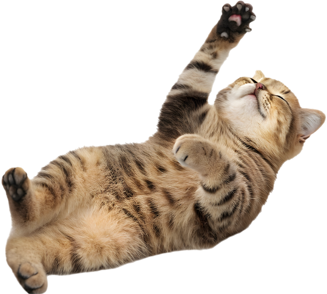 Beautiful Scottish Fold Kitten with Blue Fur. . png