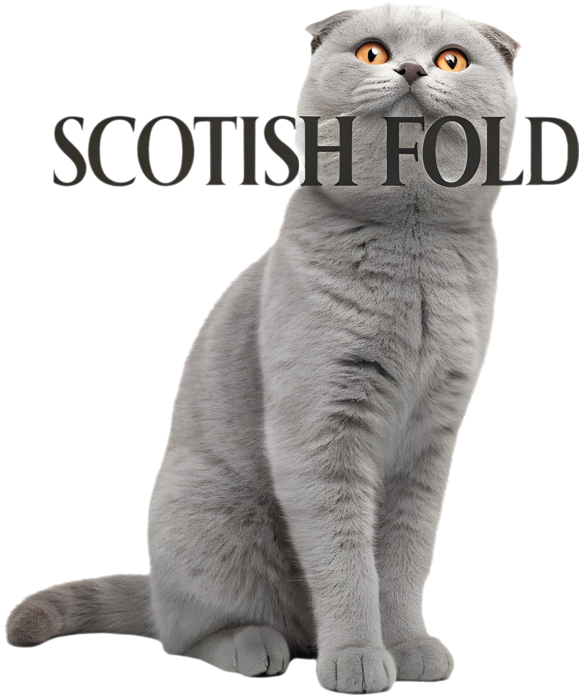 Chubby Scottish Fold Kitty with Soft Fur. . png