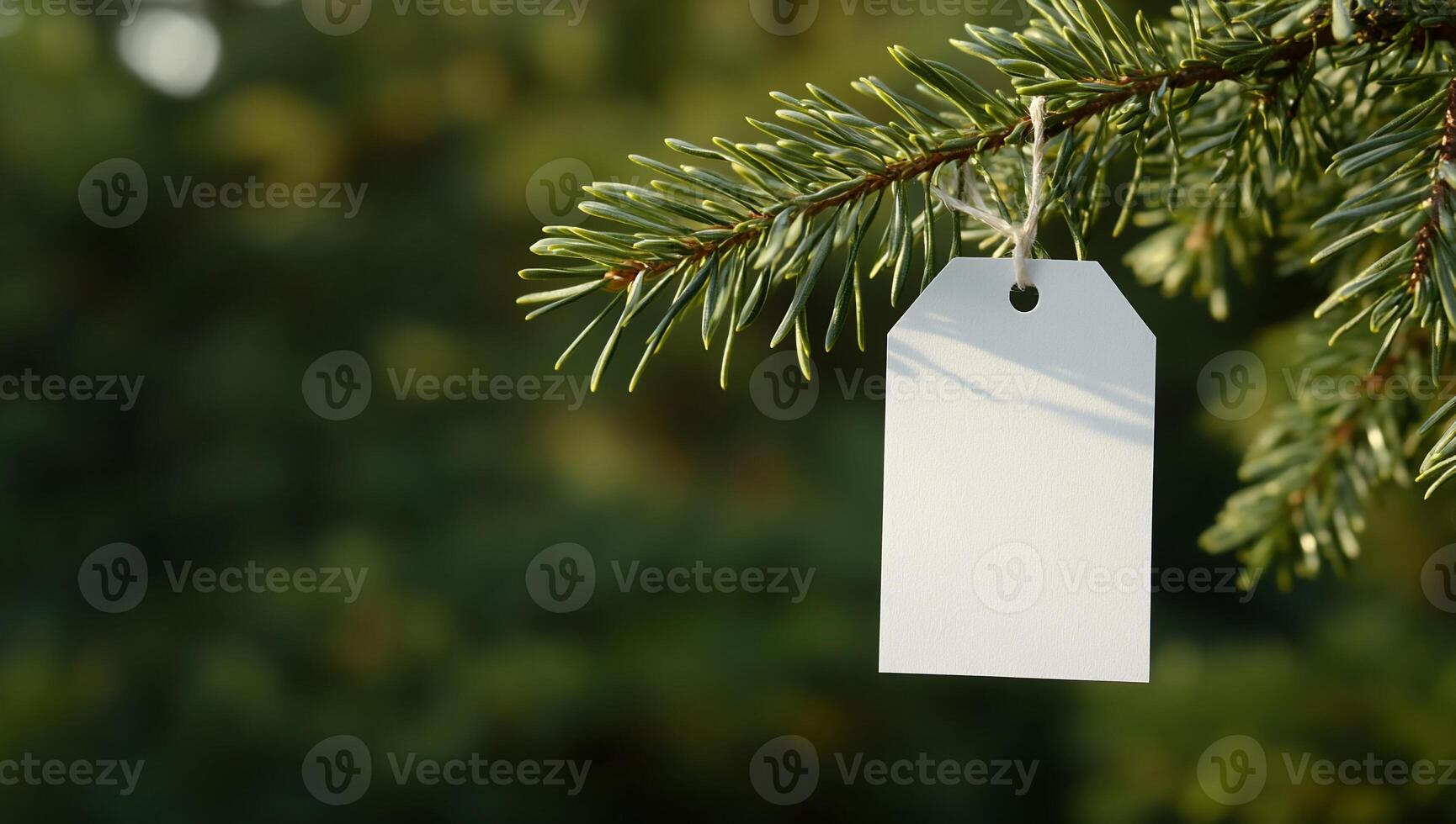 A blank white tag hanging from a pine tree branch photo