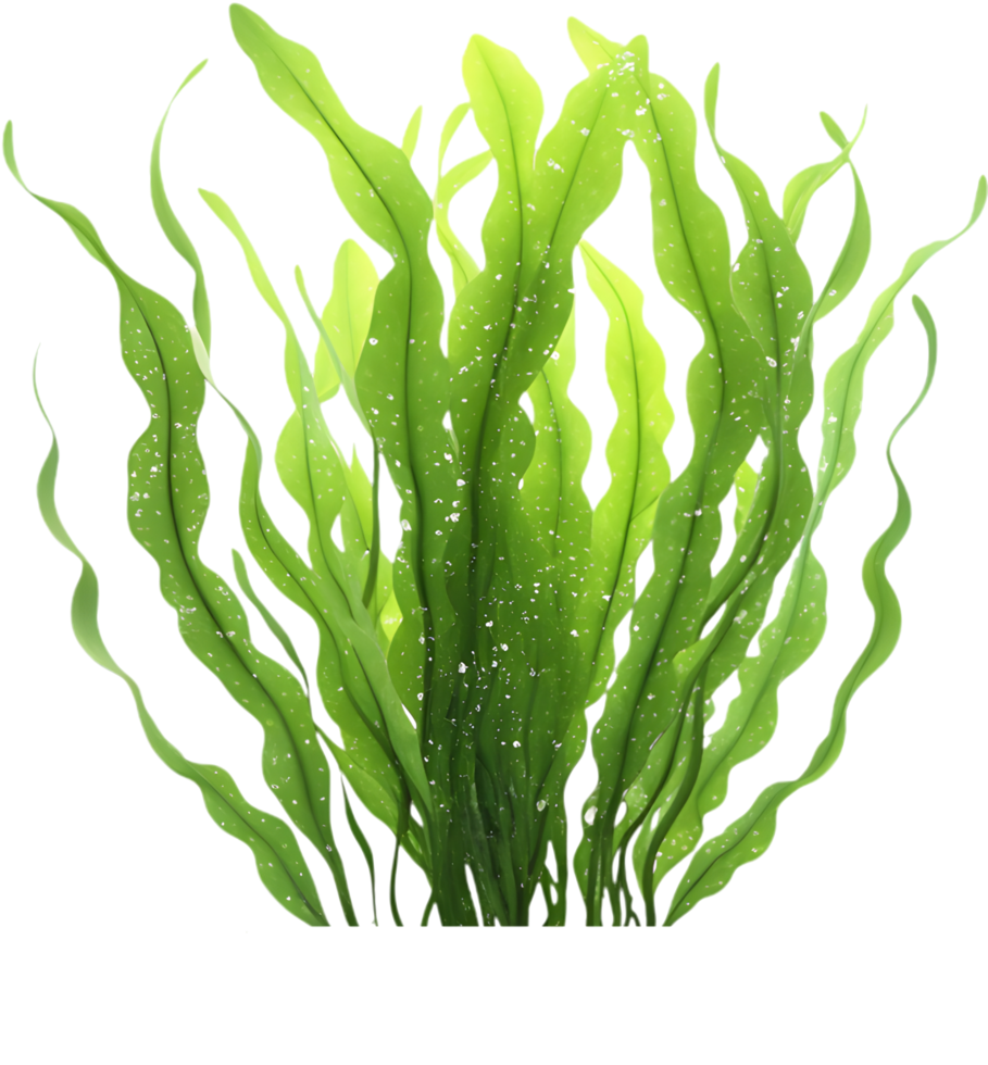 Beautiful Vibrant Seaweed Clipart for Beach Vibe Art and Decor. . png