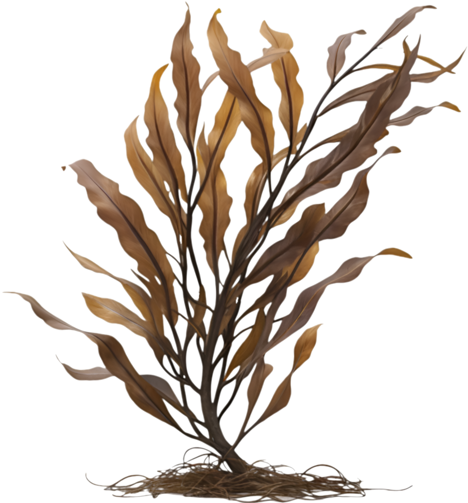 Vibrant Seaweed Clipart for Aquatic Beach Art and Coastal Decor. . png