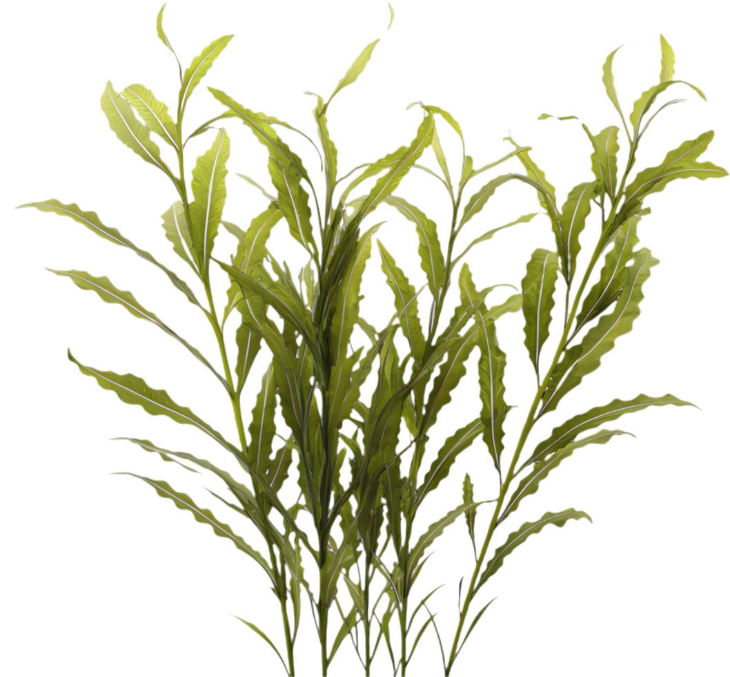Elegant Seaweed Clipart for Nature-Inspired Ocean Design Projects. . png