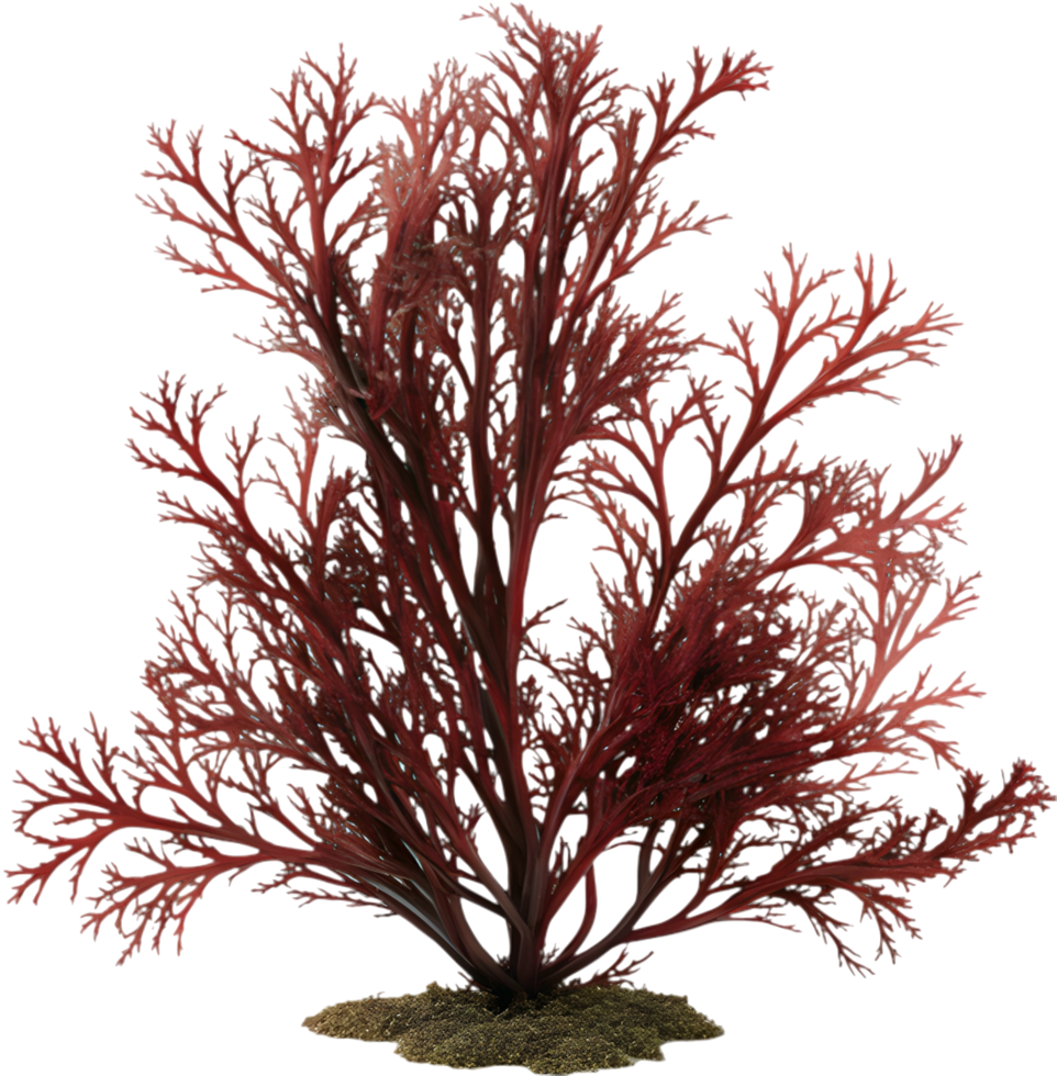 Vibrant Seaweed Clipart for Coastal Beach Art and Interior Design. . png