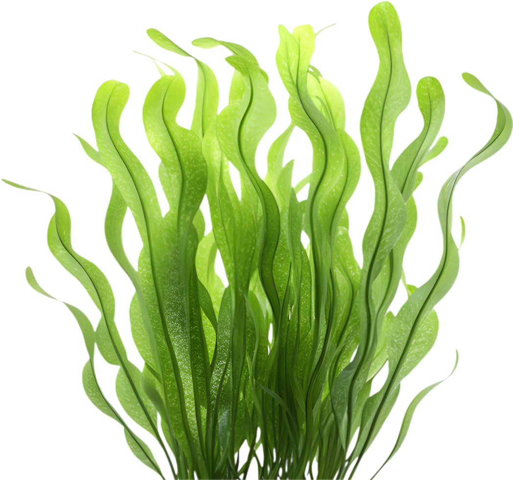 Stunning Vibrant Seaweed Clipart for Tropical and Beach Vibes. . png