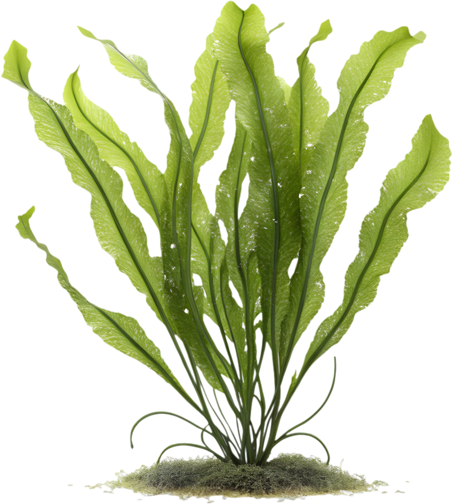 Vibrant Seaweed Clipart for Oceanic Design and Nature Art. . png