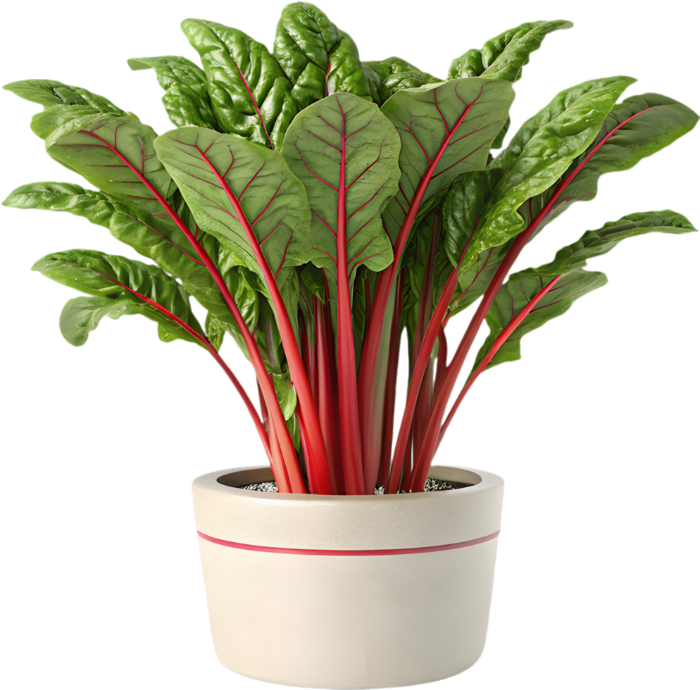 Fresh Swiss Chard Clipart with Lush Green Vegetation. . png