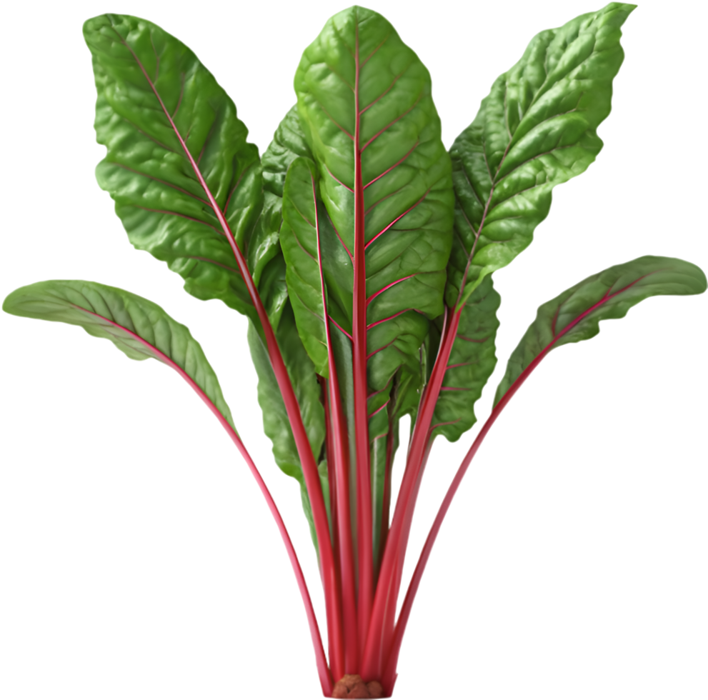 Swiss Chard Plant Clipart for Eco-Friendly Design Projects. . png