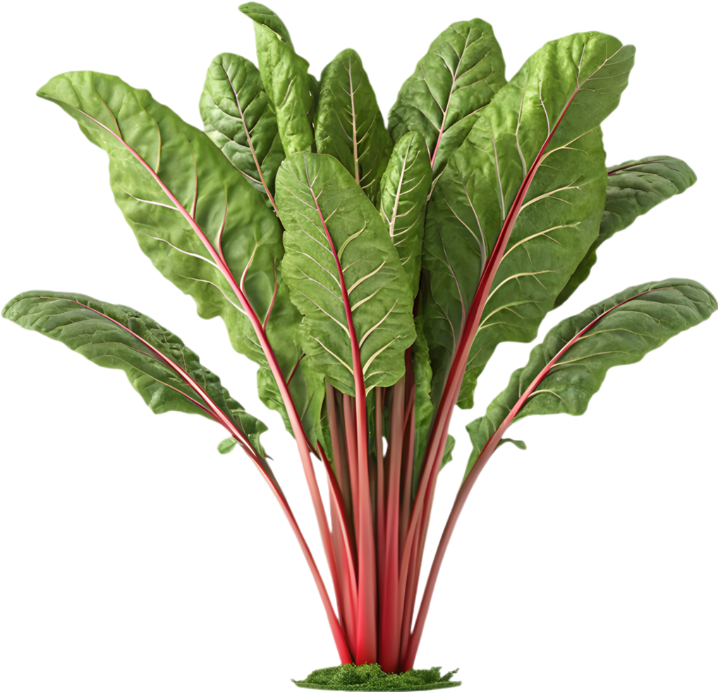 Realistic Swiss Chard Plant Clipart with Rich Green Leaves. . png