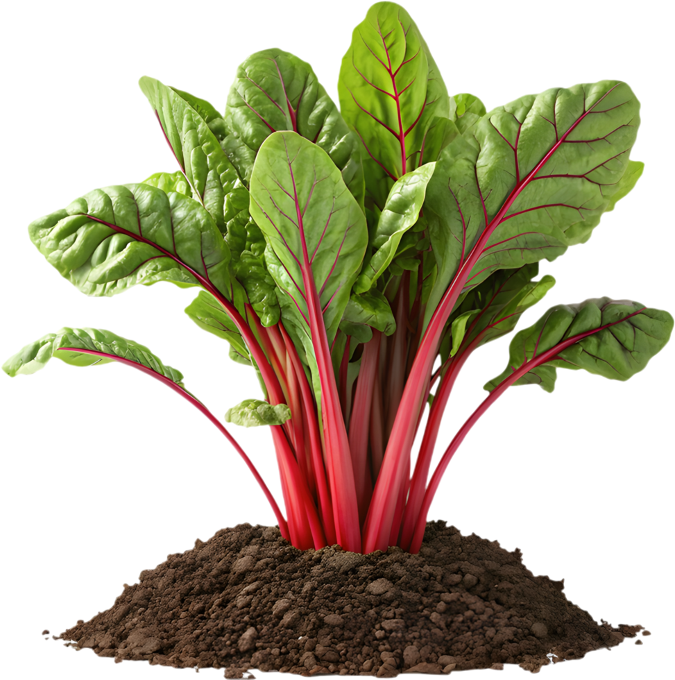 Freshly Harvested Swiss Chard Plant Clipart for Healthy Living. . png