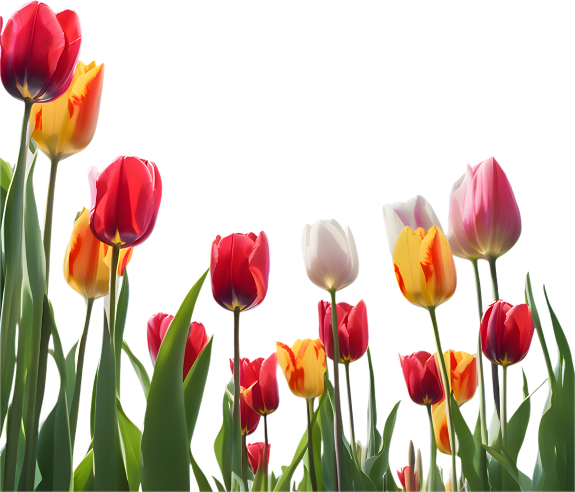 Field of Colorful Tulips and Spring Flowers. . png