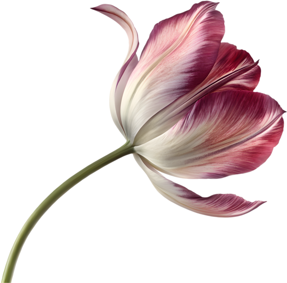 Floral Aesthetic Tulip Icon for Web and Print. . png