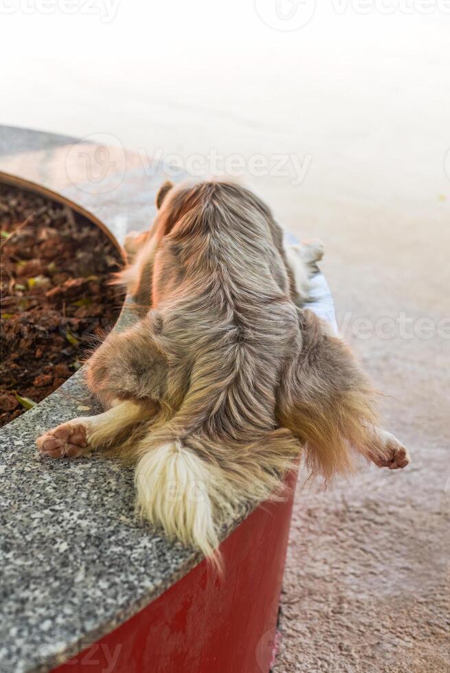 Sleepy Golden Retriever dog laying in a funny way for sleeping photo