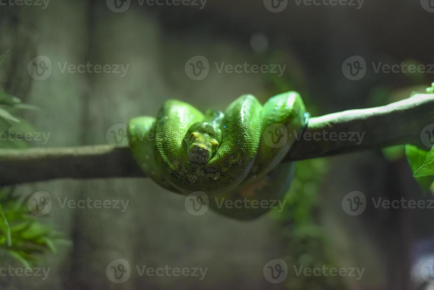 The green tree python Morelia viridis, also known as the emerald green python in Thailand photo