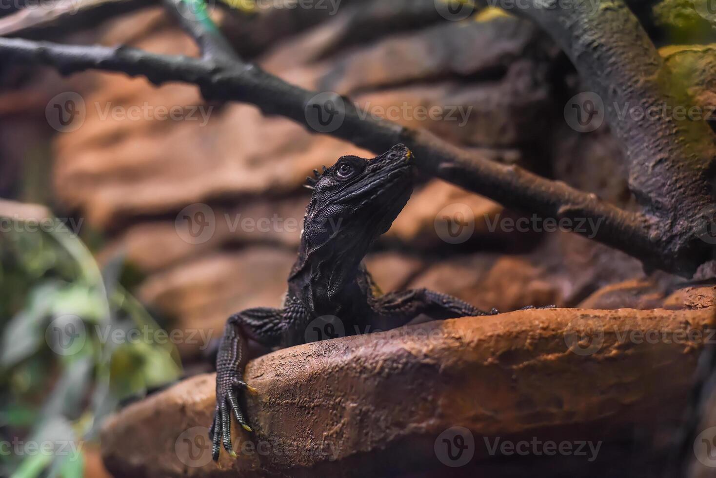 Hydrosaurus, commonly known as the sailfin dragon or sailfin lizard close up in Thailand photo