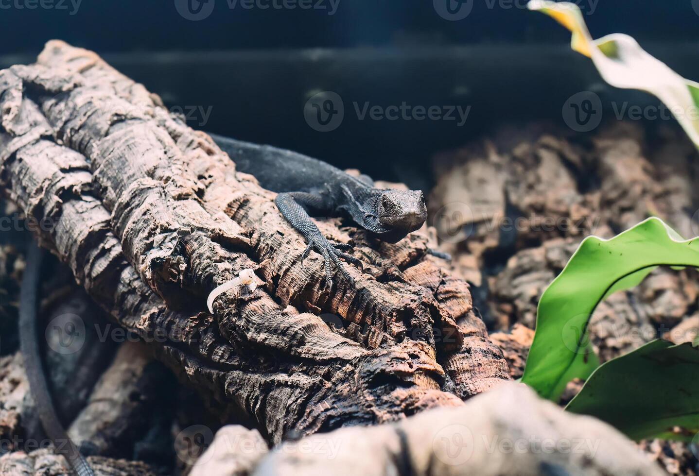Black tree monitor Varanus beccarii or Beccaris monitor in Thailand photo