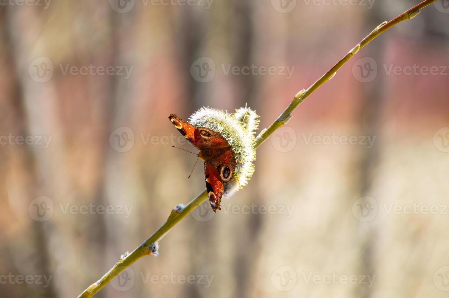 Aglais io, the European peacock known as peacock butterfly on willow. Far East, Russia photo