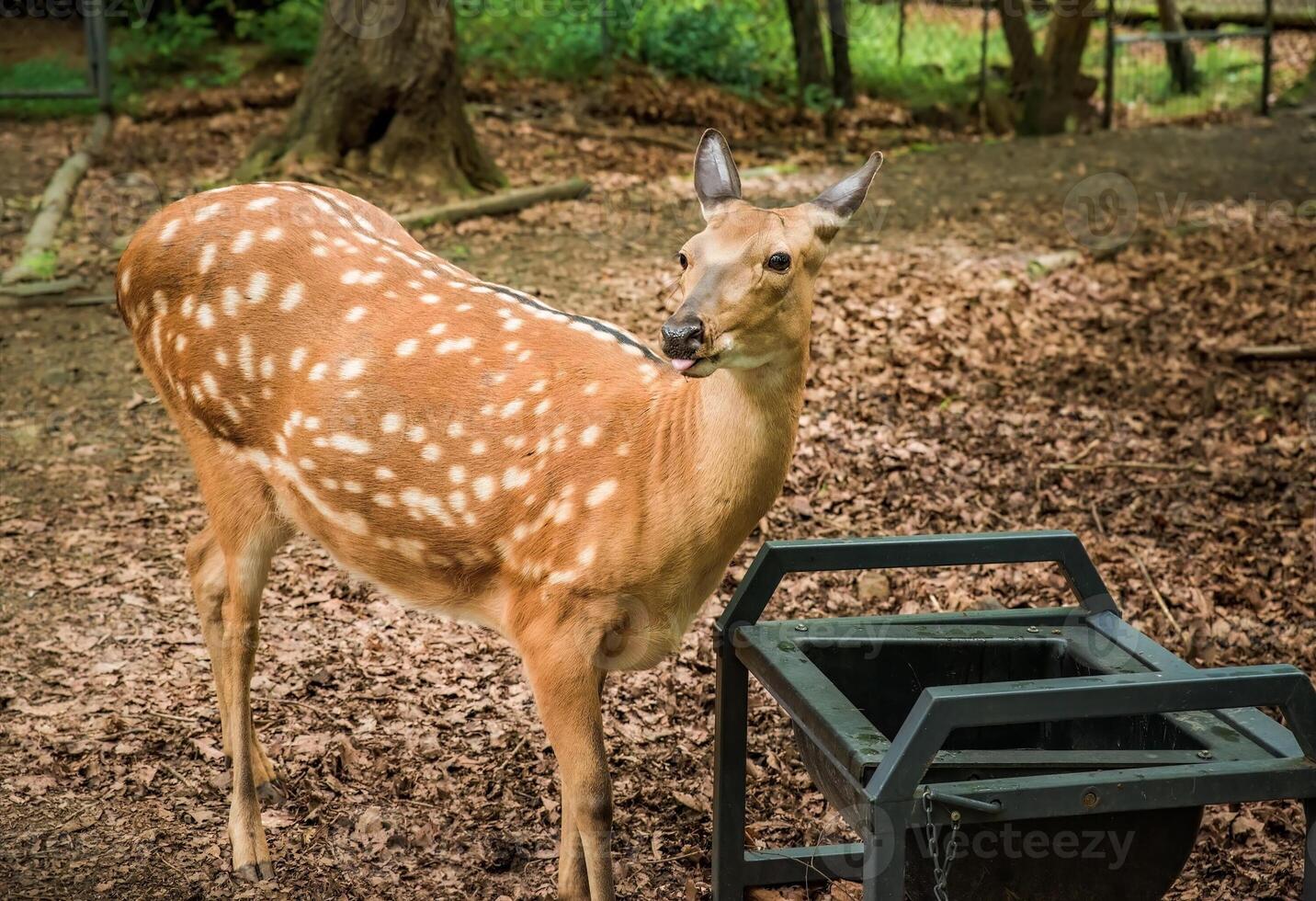 The sika deer Cervus nippon, also known as the Northern spotted deer or the Japanese deer drinking water photo