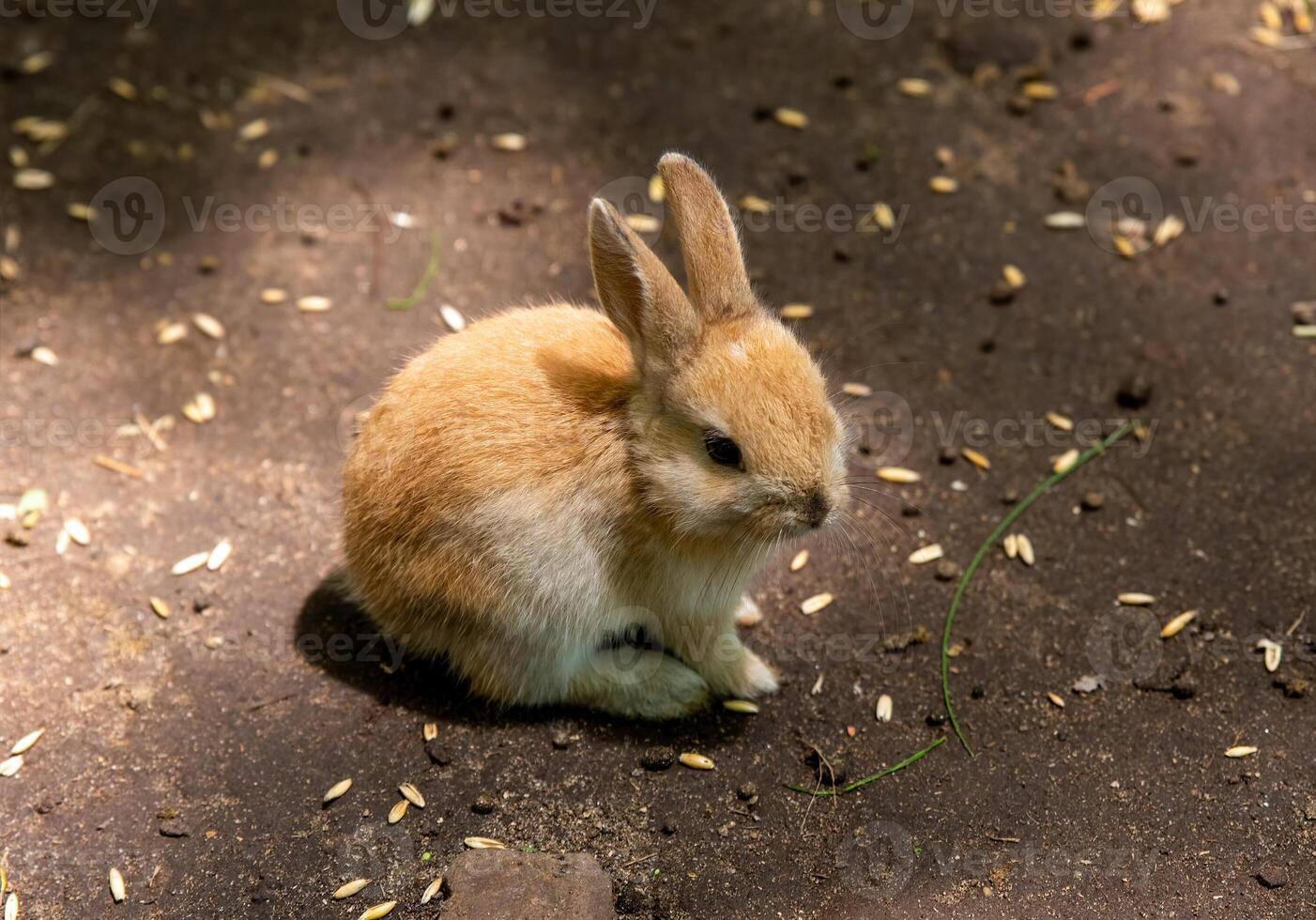 Small orange domestic rabbit Oryctolagus cuniculus domesticus photo