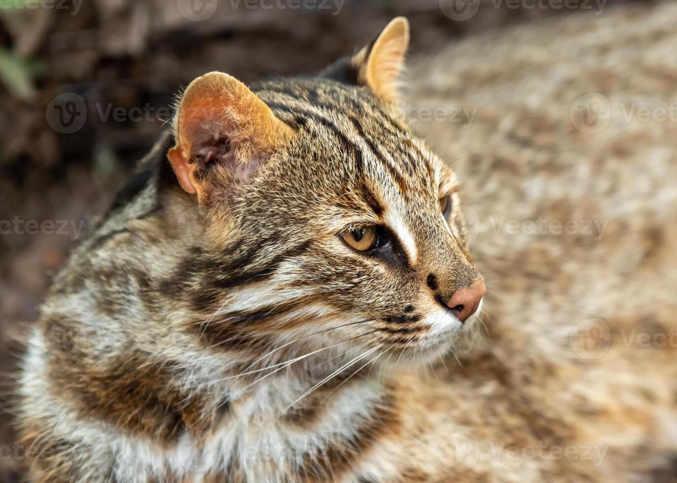 Amur leopard cat Prionailurus bengalensis euptilura living in russian forest photo