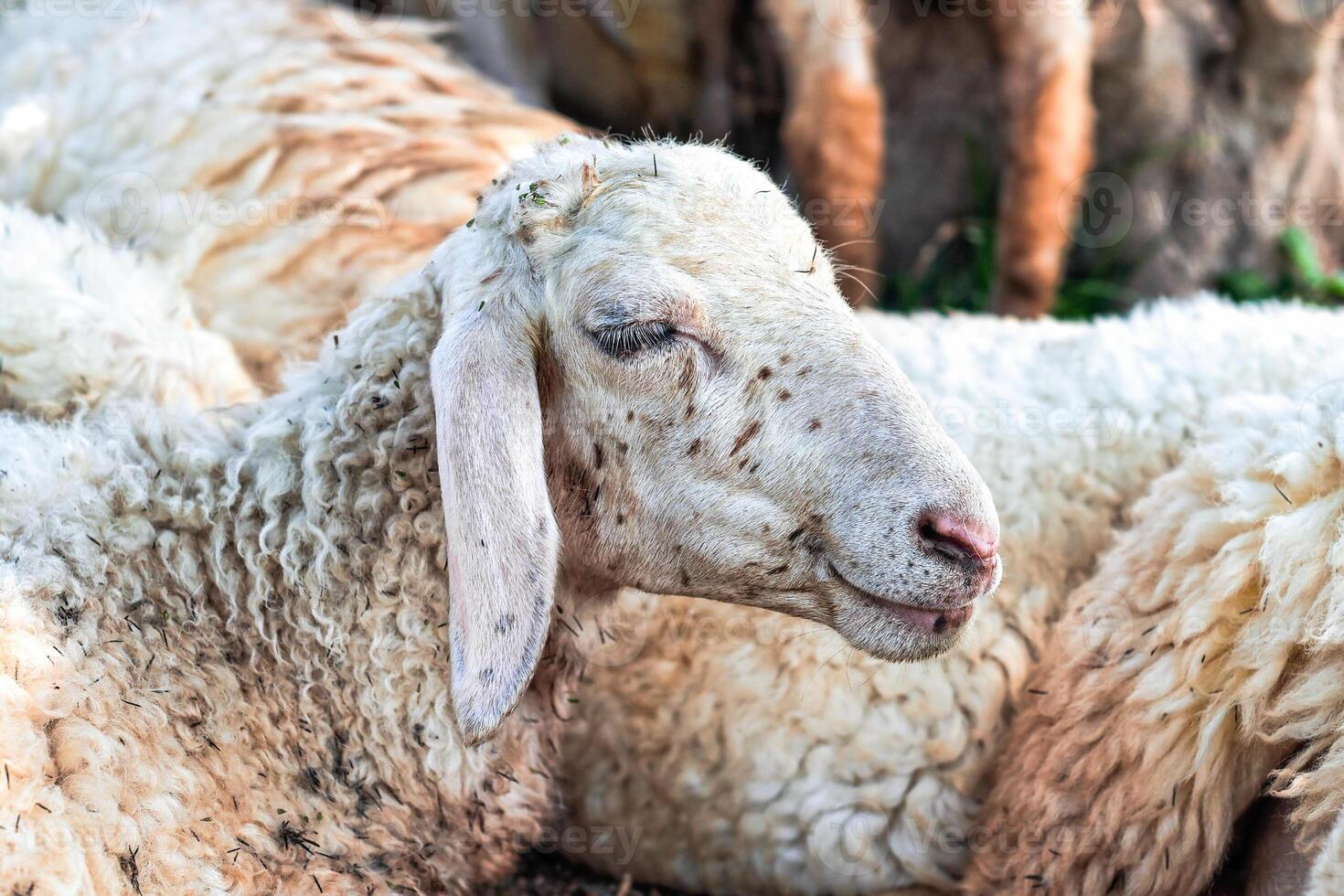Sleepy sheep has a nap on a sunny day photo