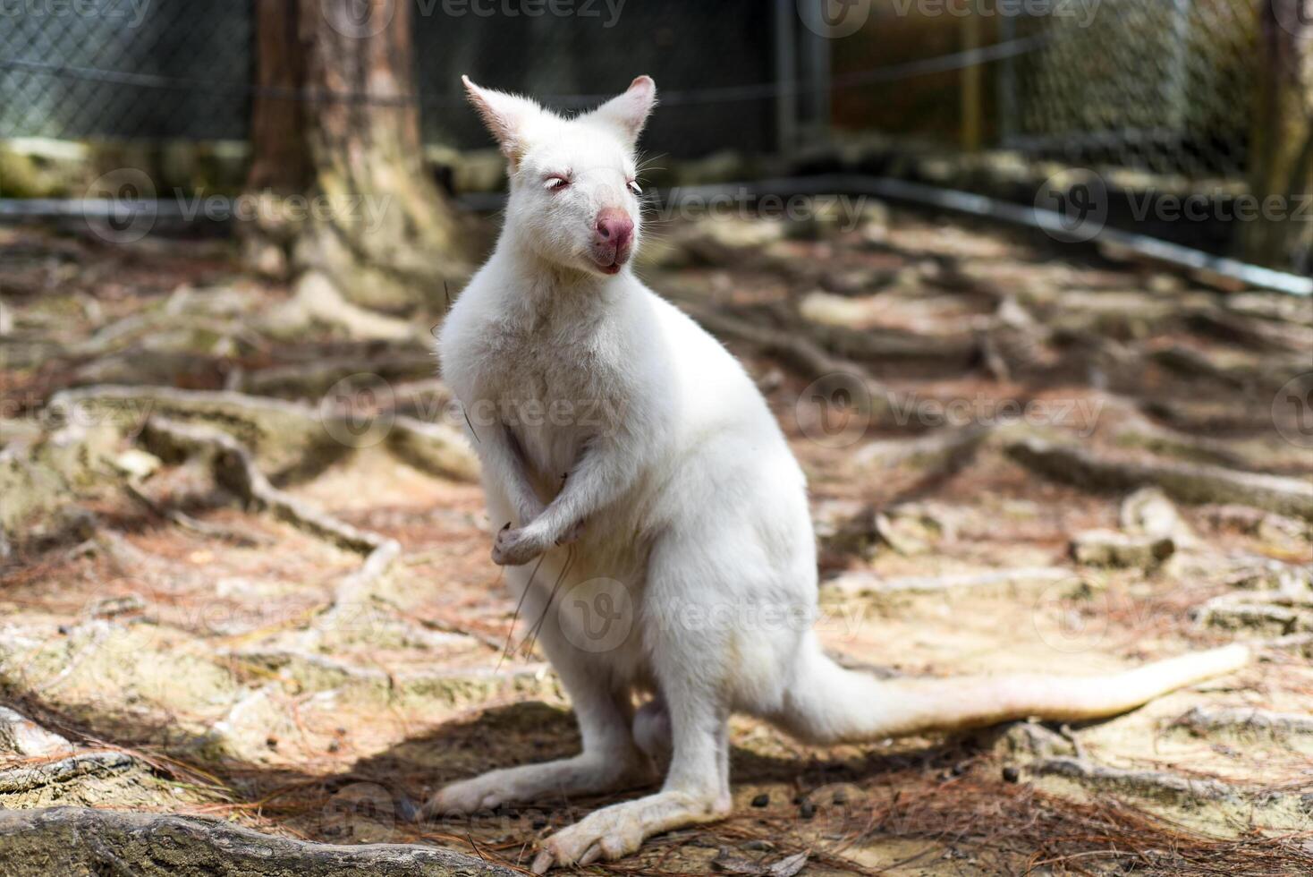 the white wallaby australian kangaroo standing alone. photo