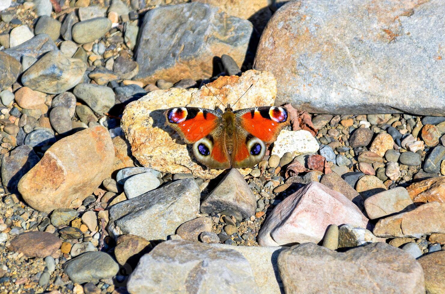 Aglais io the European peacock known as peacock butterfly on stones. Far East, Russia photo