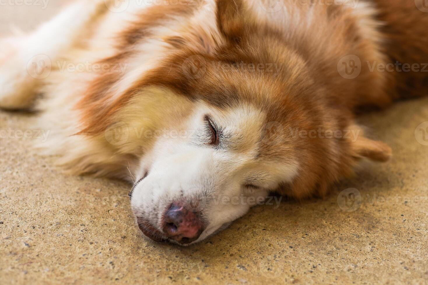 Sleepy Malamute dog laying on the sand with closed eyes photo