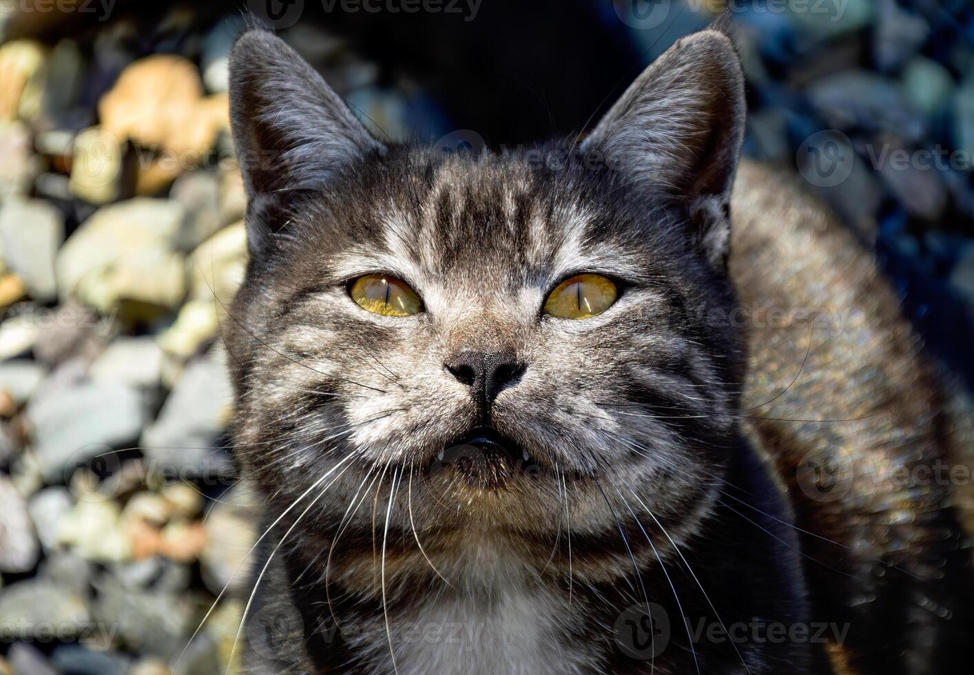 Portrait of 1 year old black cat with gray stripes meowing and asking food photo