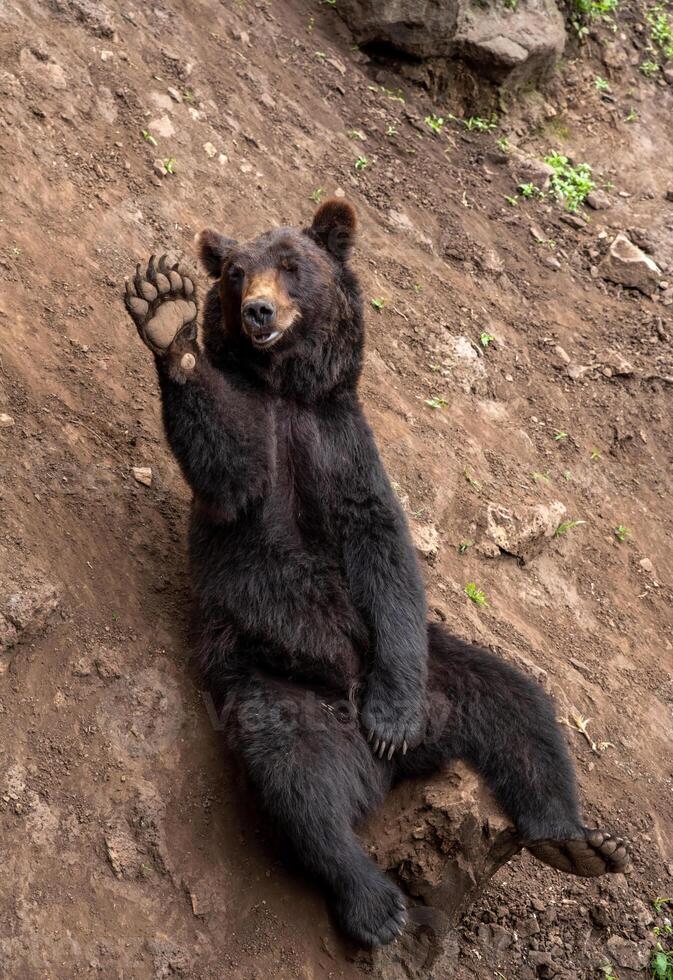 The Kamchatka brown bear Ursus arctos beringianus, known as the Far Eastern brown bear or Russian sitting photo