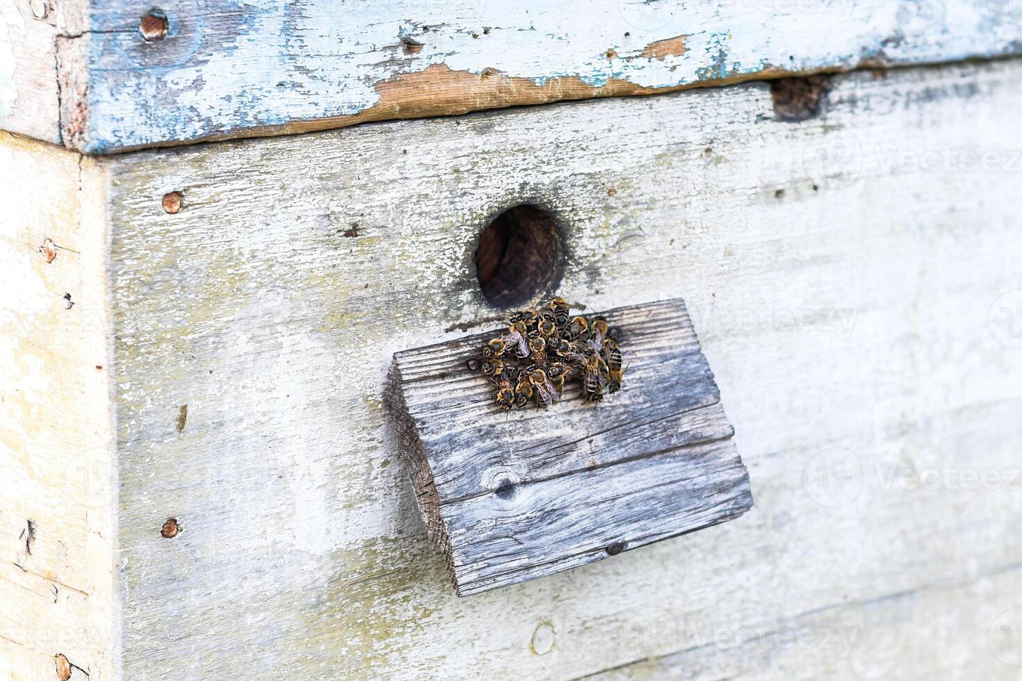 Bee hive entrance with bees photo