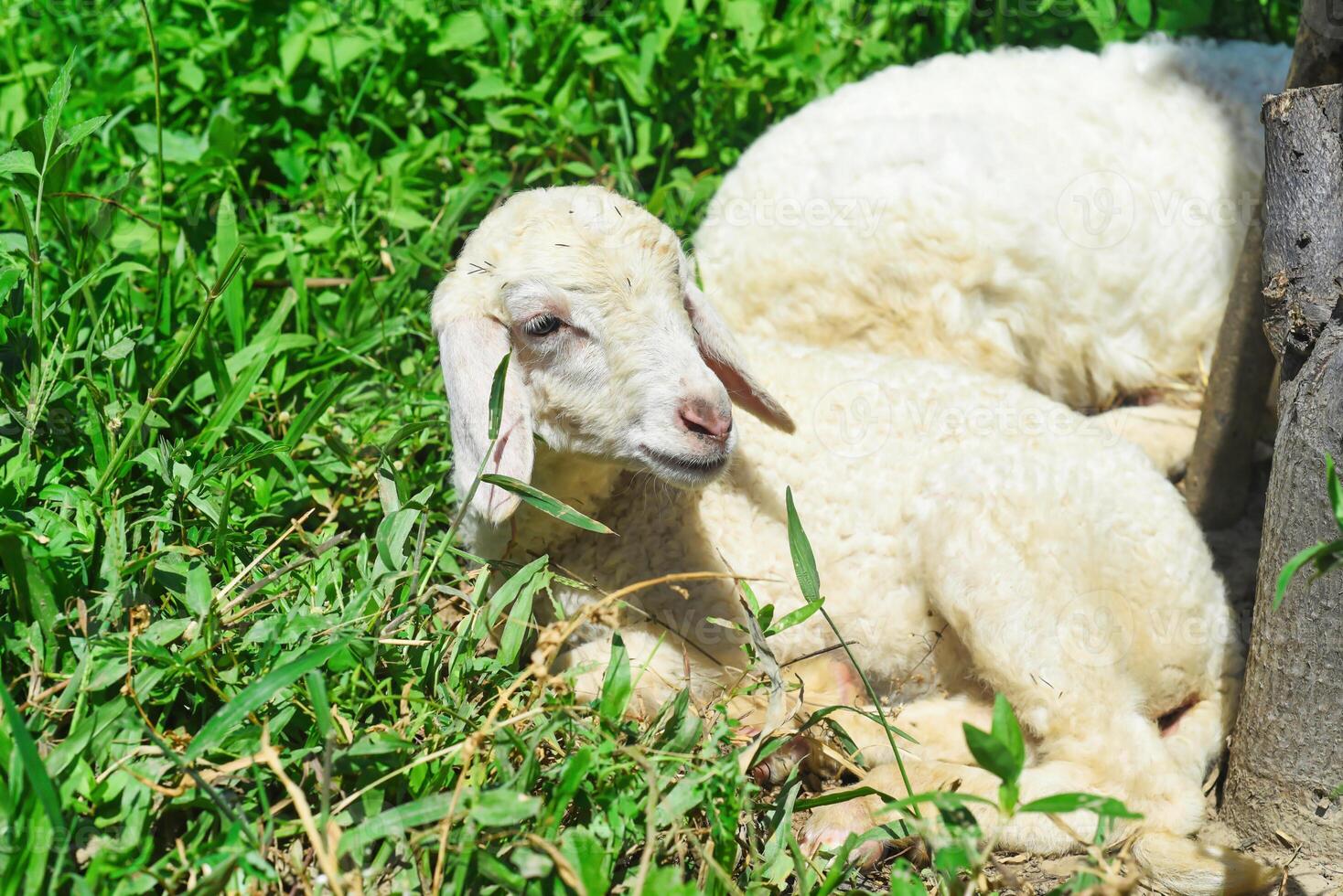 Sleepy sheep has a nap under sunlight photo