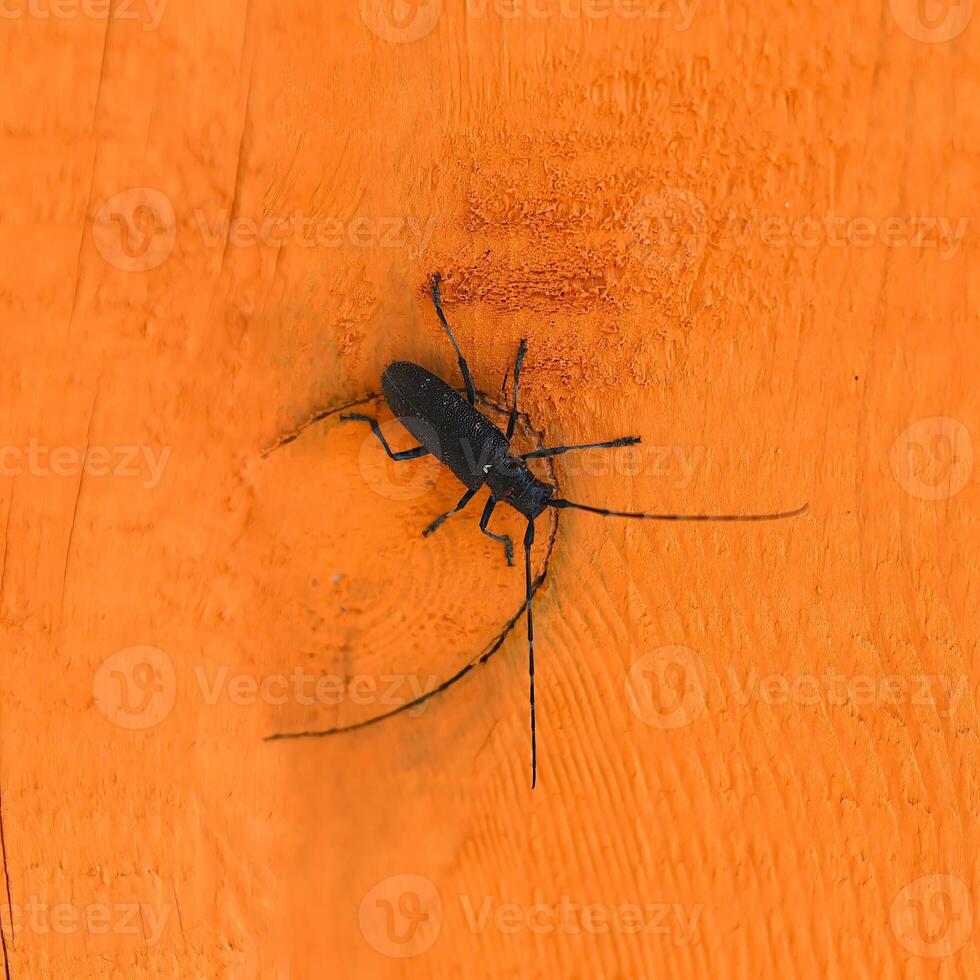 Black Longhorn beetle on orange wooden surface photo