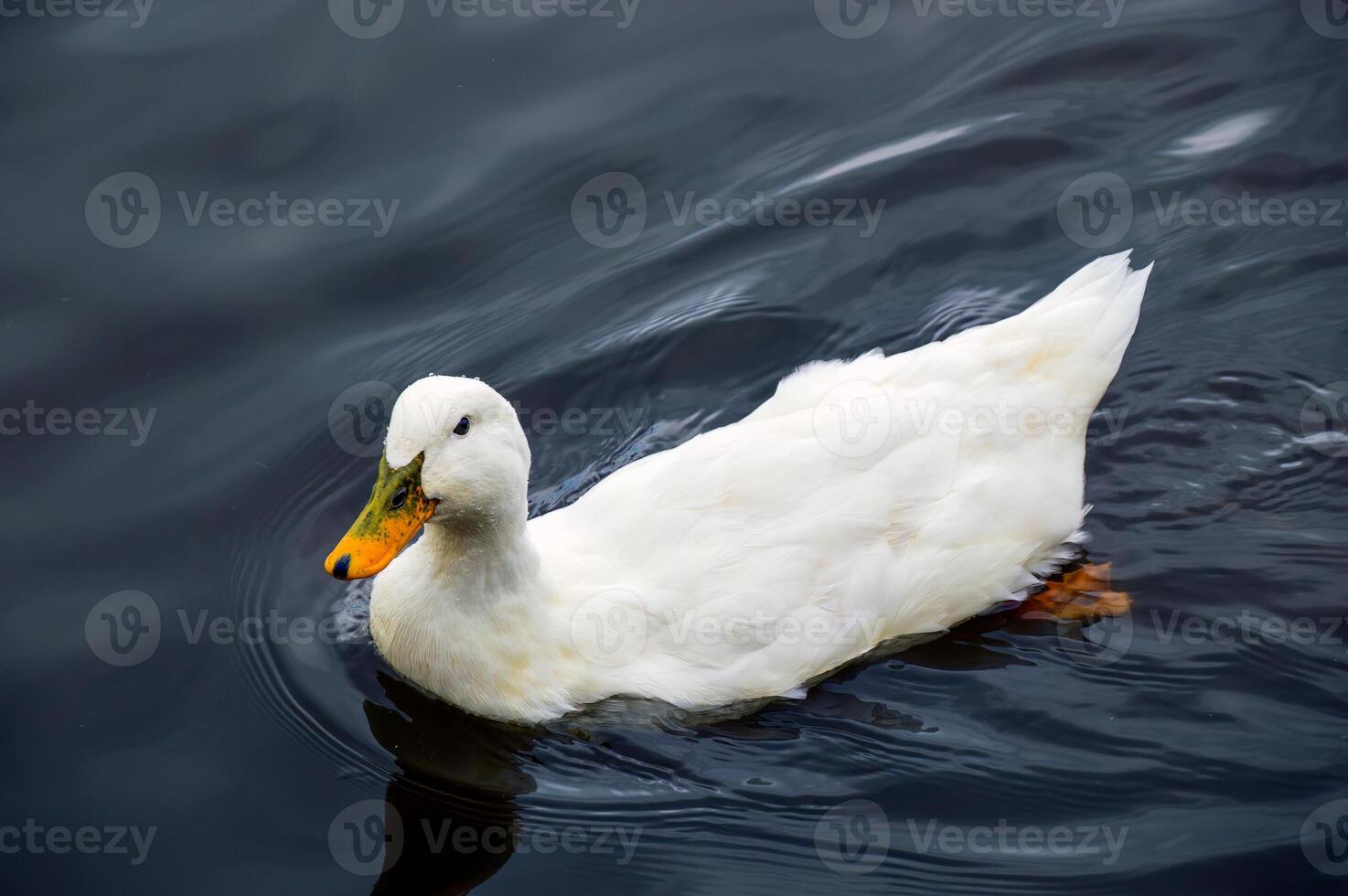 White Pekin duck with drops of water on head swimming in the pond photo