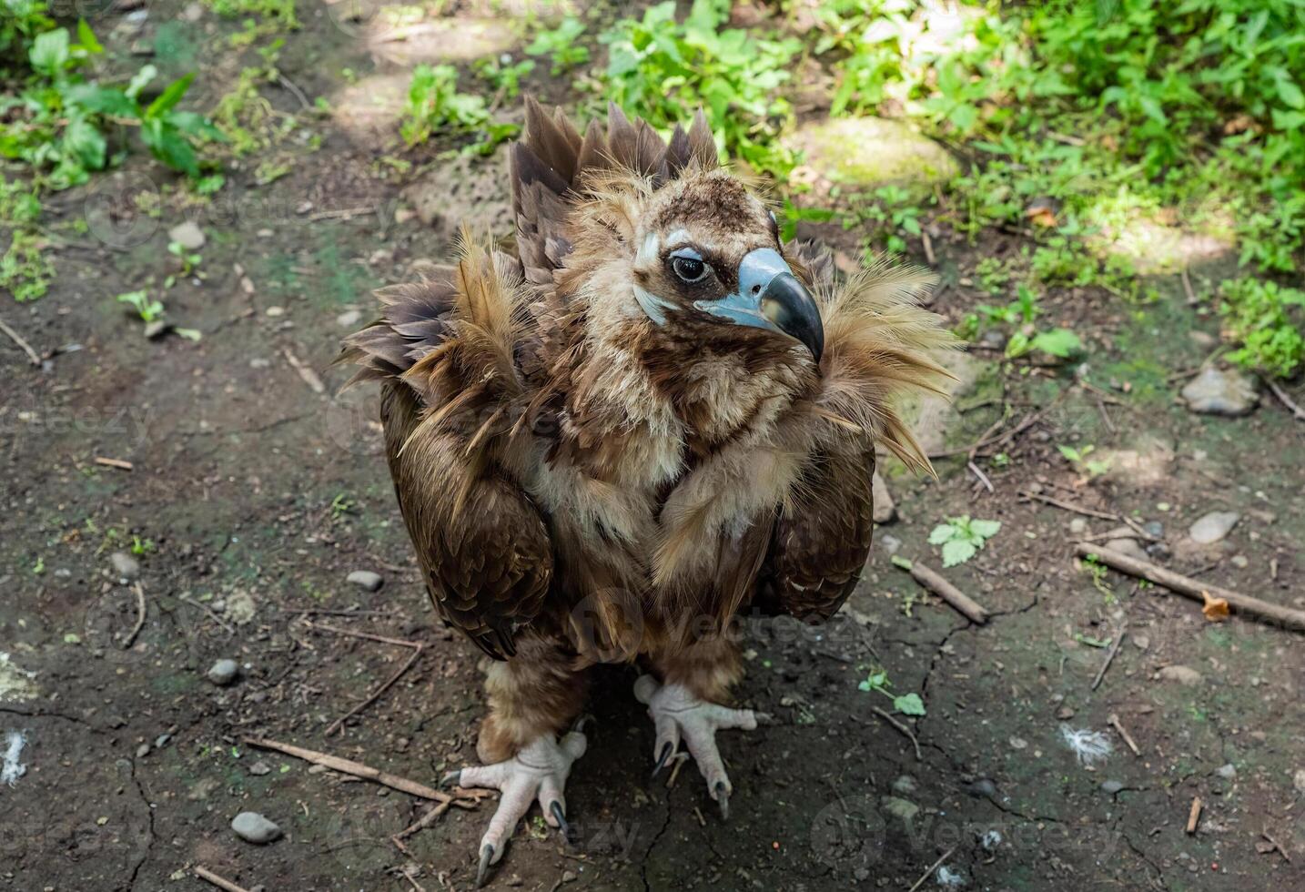 The cinereous vulture Aegypius monachus known as the black vulture, monk vulture and Eurasian black vulture hunting in the forest photo