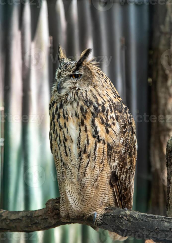 The Eurasian eagle-owl Bubo bubo, also called the Uhu and eagle-owl photo