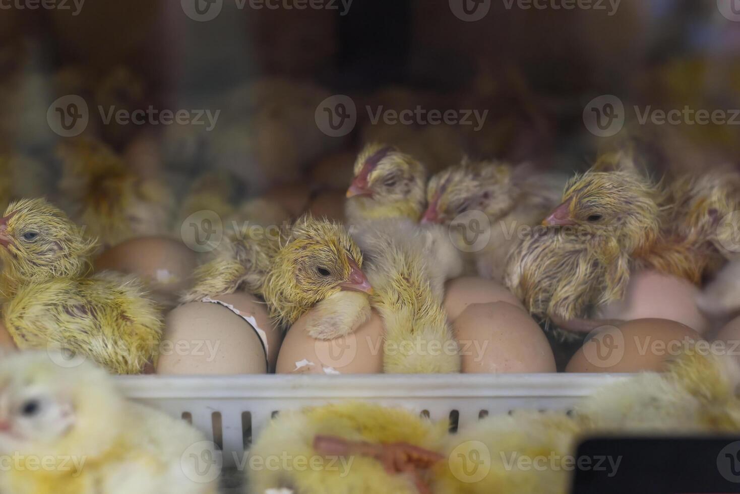 New born chick near eggshell in the incubator photo