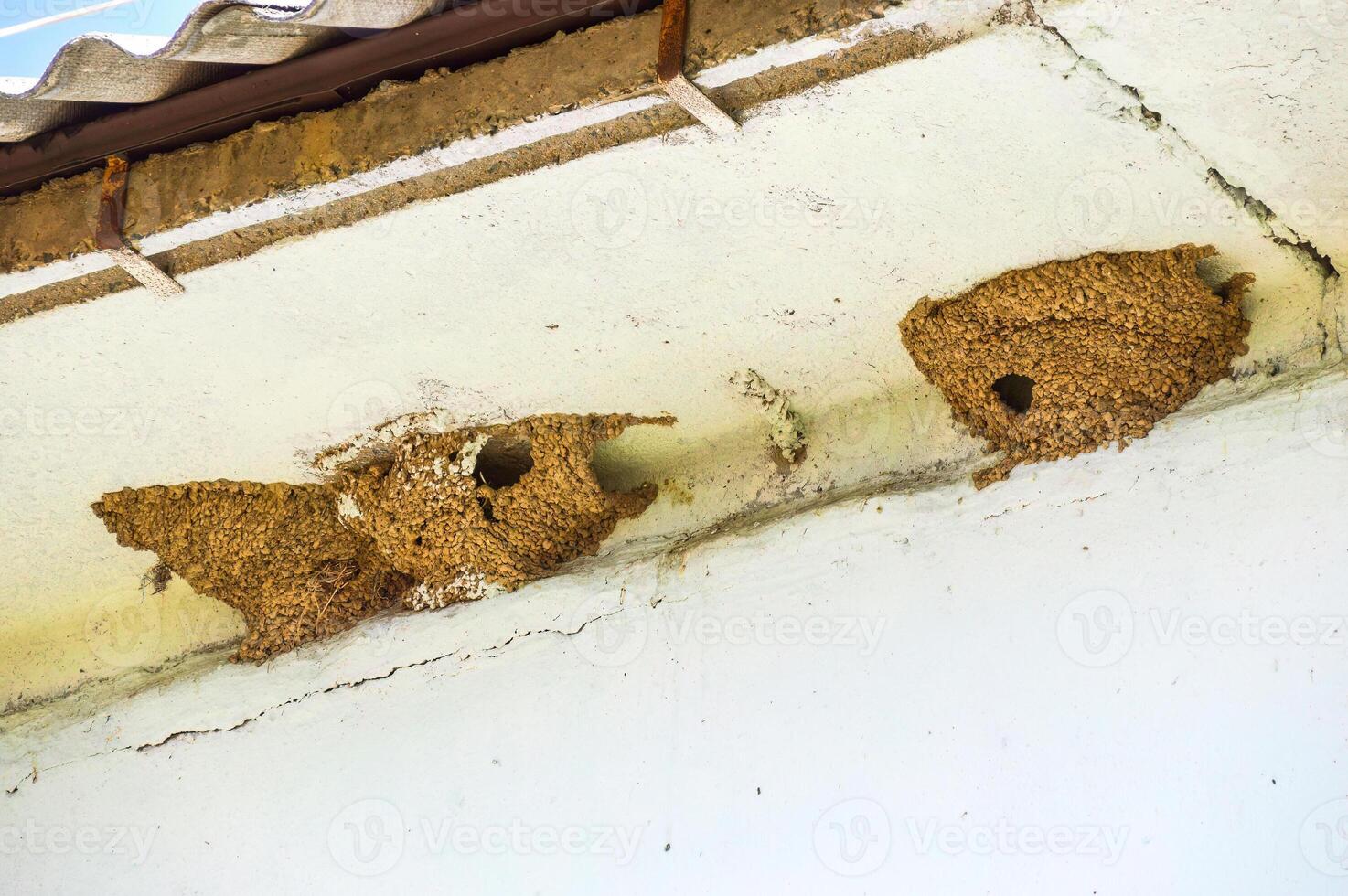 Nests of swallows under the roof of the house. spring, Russia photo
