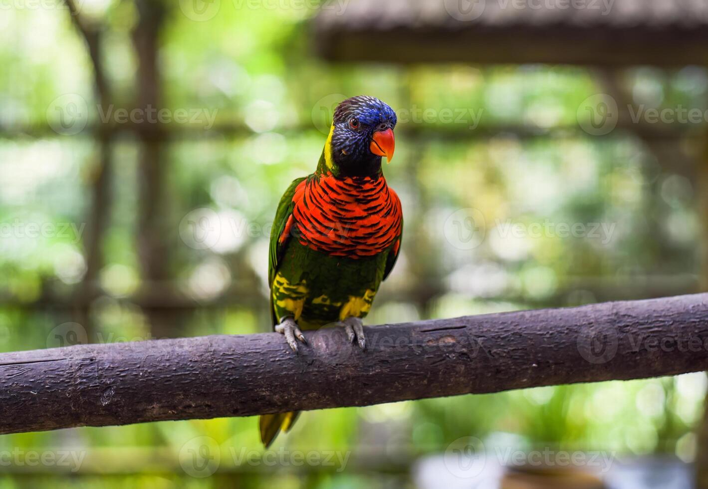 Loriini parrot sitting on a branch in Kuala Lumpur, Malaysia photo