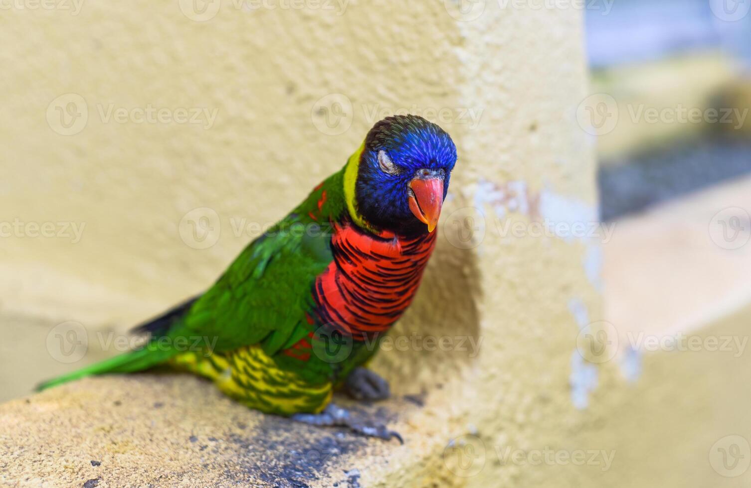 Loriini parrots sitting on branch in Kuala Lumpur of Malaysia photo