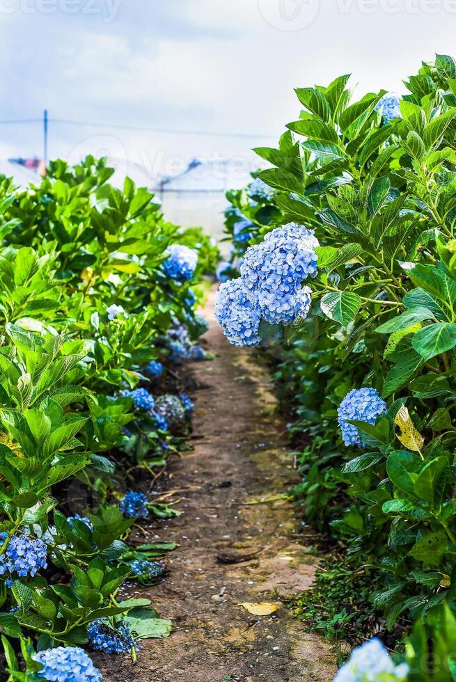 Hydrangeas against greenhouses and plantations in the city of Da Lat in Vietnam photo