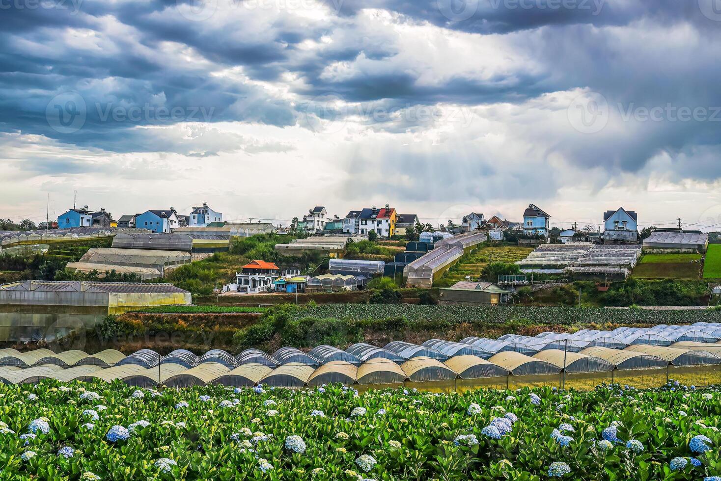 Hydrangea field against the plantations in the city of Da Lat in Vietnam photo