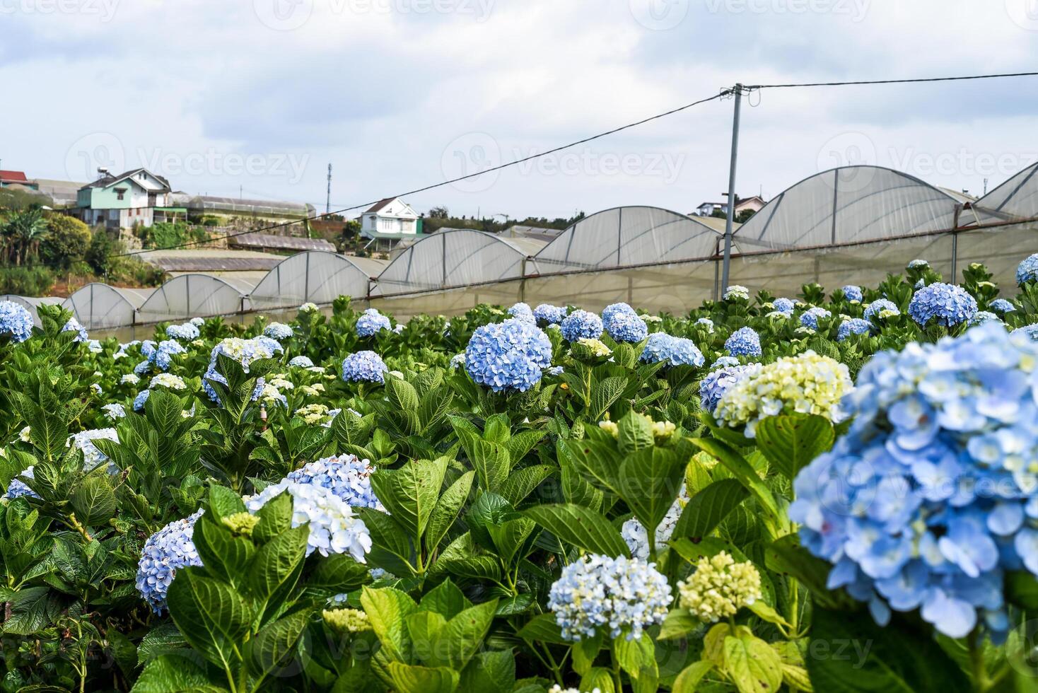 Hydrangea field against greenhouses and plantation in the city of Da Lat in Vietnam photo