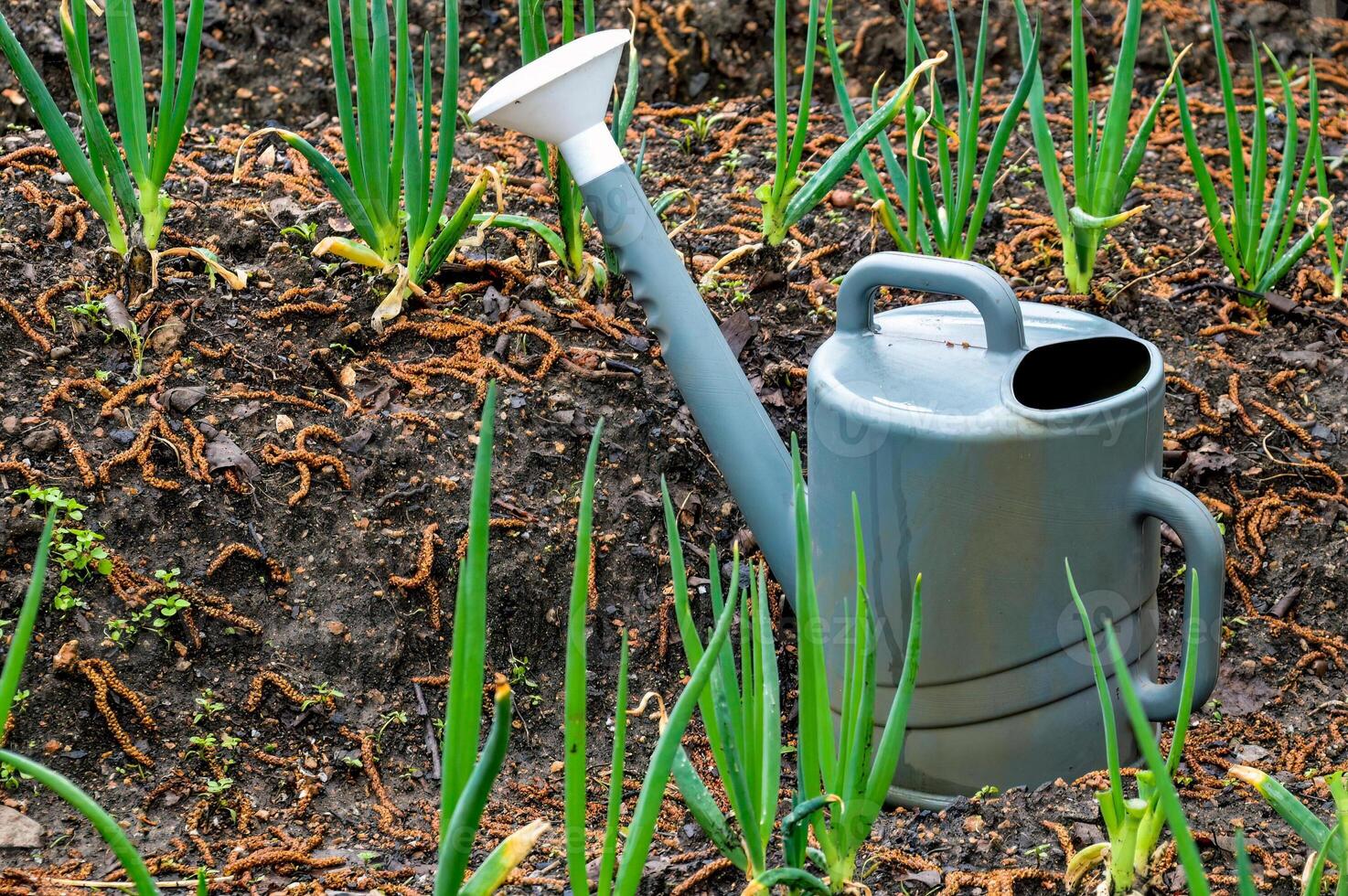 Gray wet watering can on the beds with green onions after rain photo