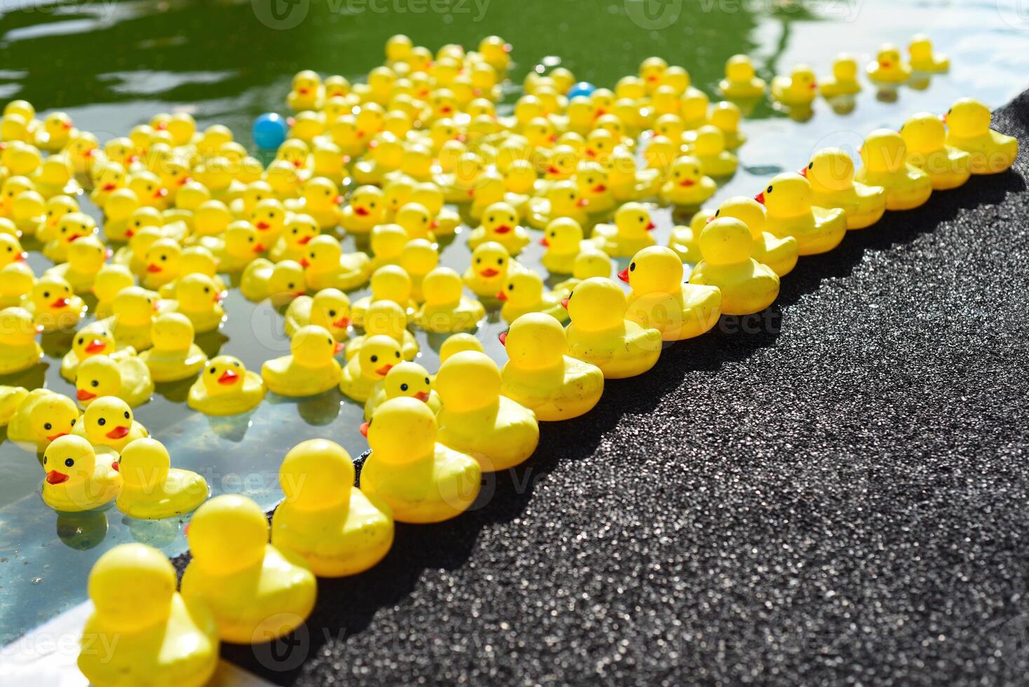 Many bright yellow rubber ducks floating in the pool photo