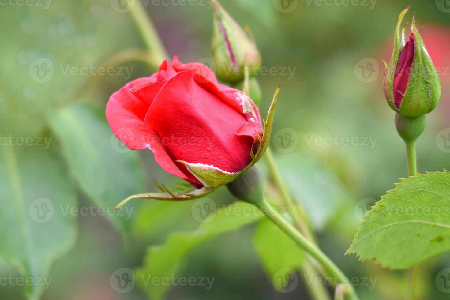 Tea rose with buds on green background side view photo