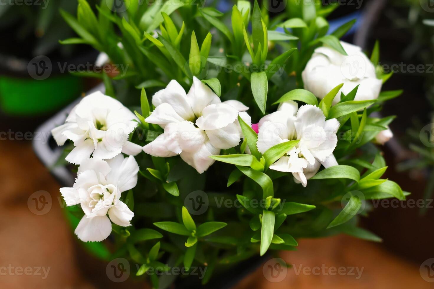 White carnation flowers growing in a pot. photo