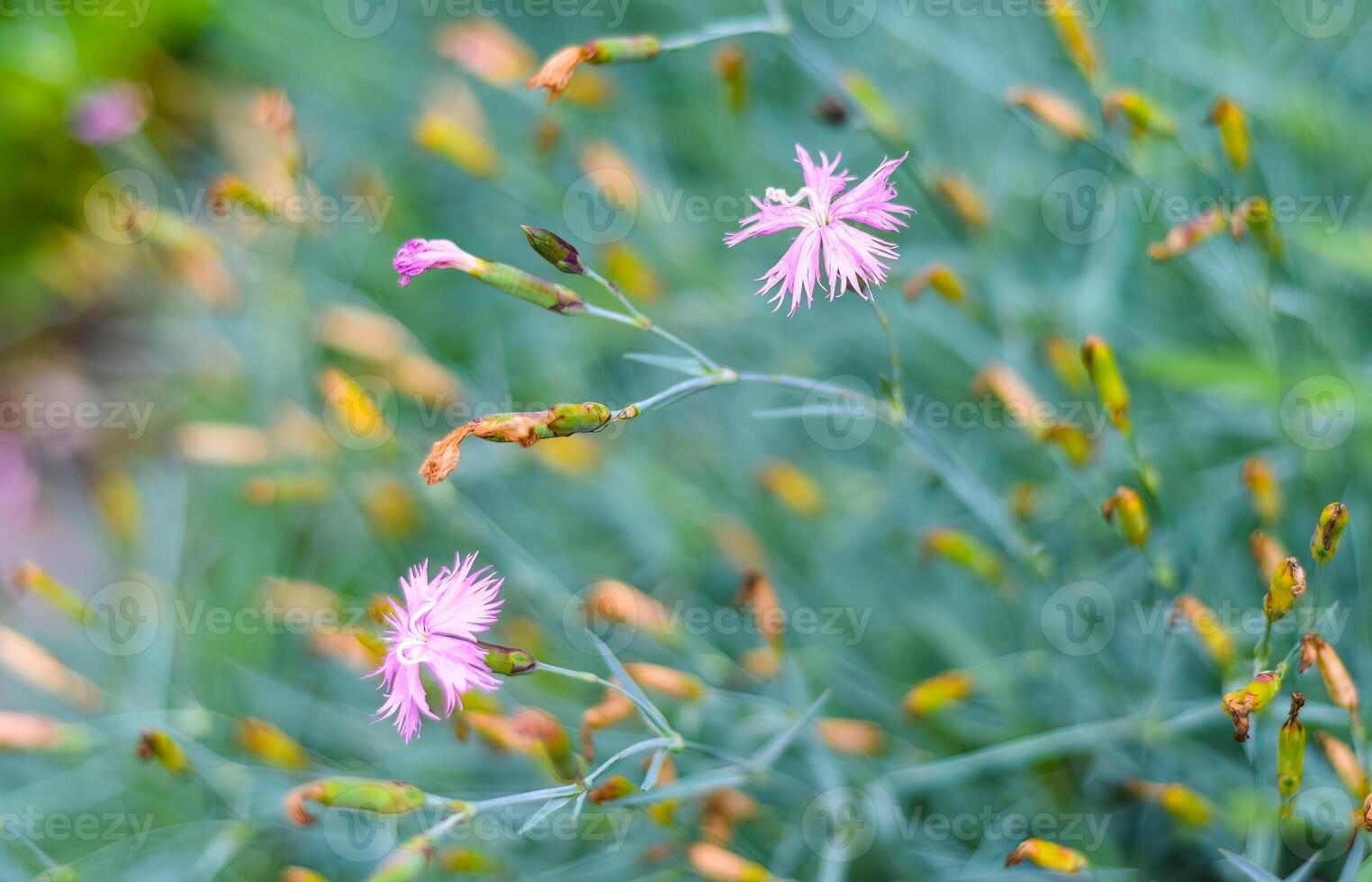 Cornflowers with buds on green background. photo