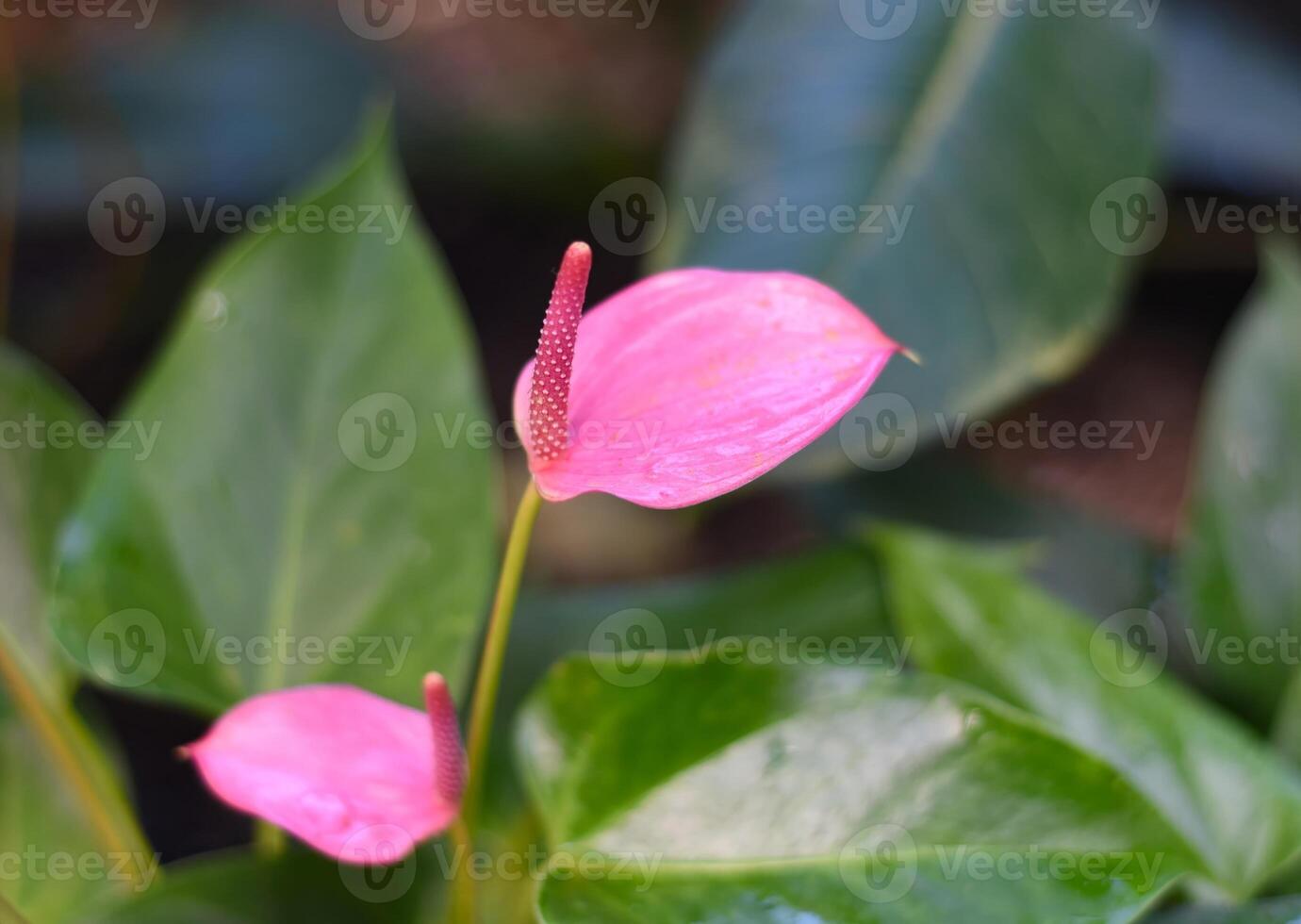 Anthurium Cavalli flower close up side view photo